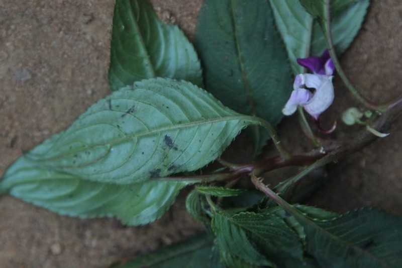 Impatiens banen