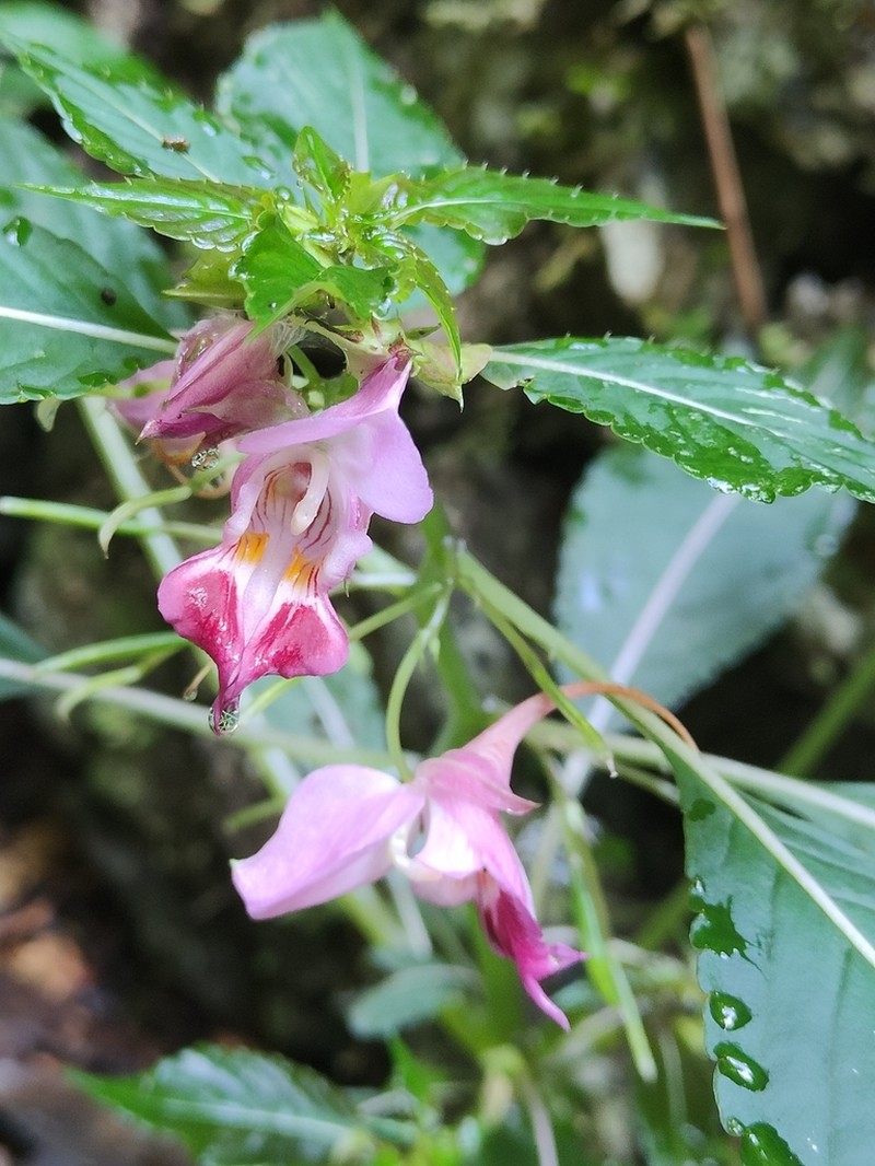 Impatiens bannaensis photo 2