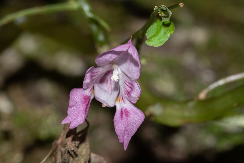 Impatiens bannaensis photo 3