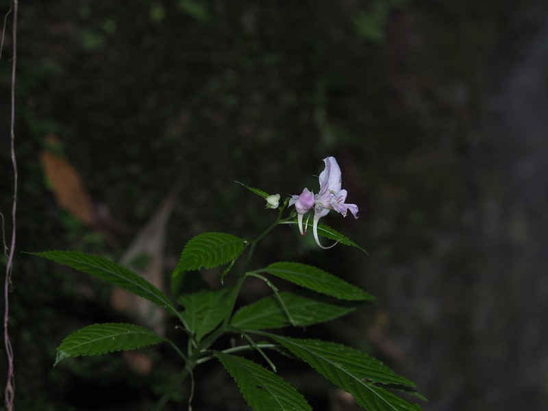 Impatiens bannaensis photo 4