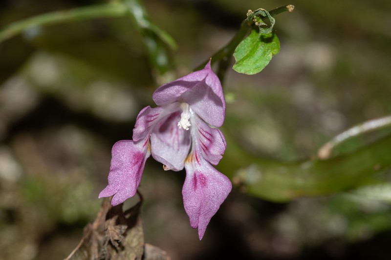 Impatiens bannaensis photo 6
