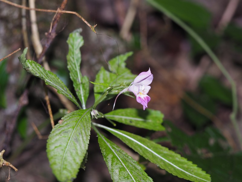 Impatiens bannaensis photo 7