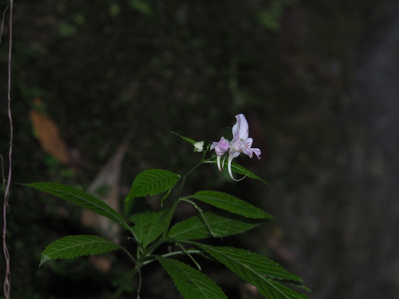 Impatiens bannaensis photo 8
