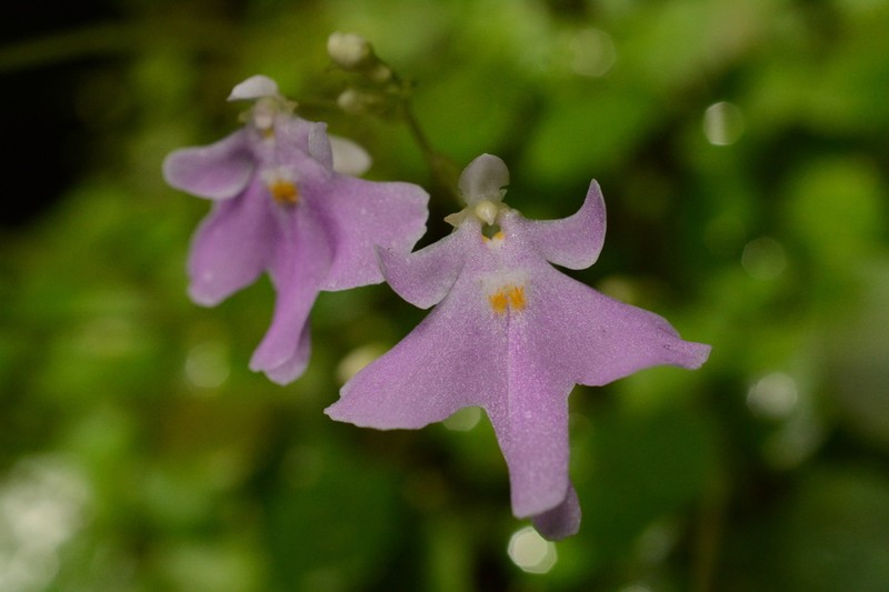 Impatiens barberi