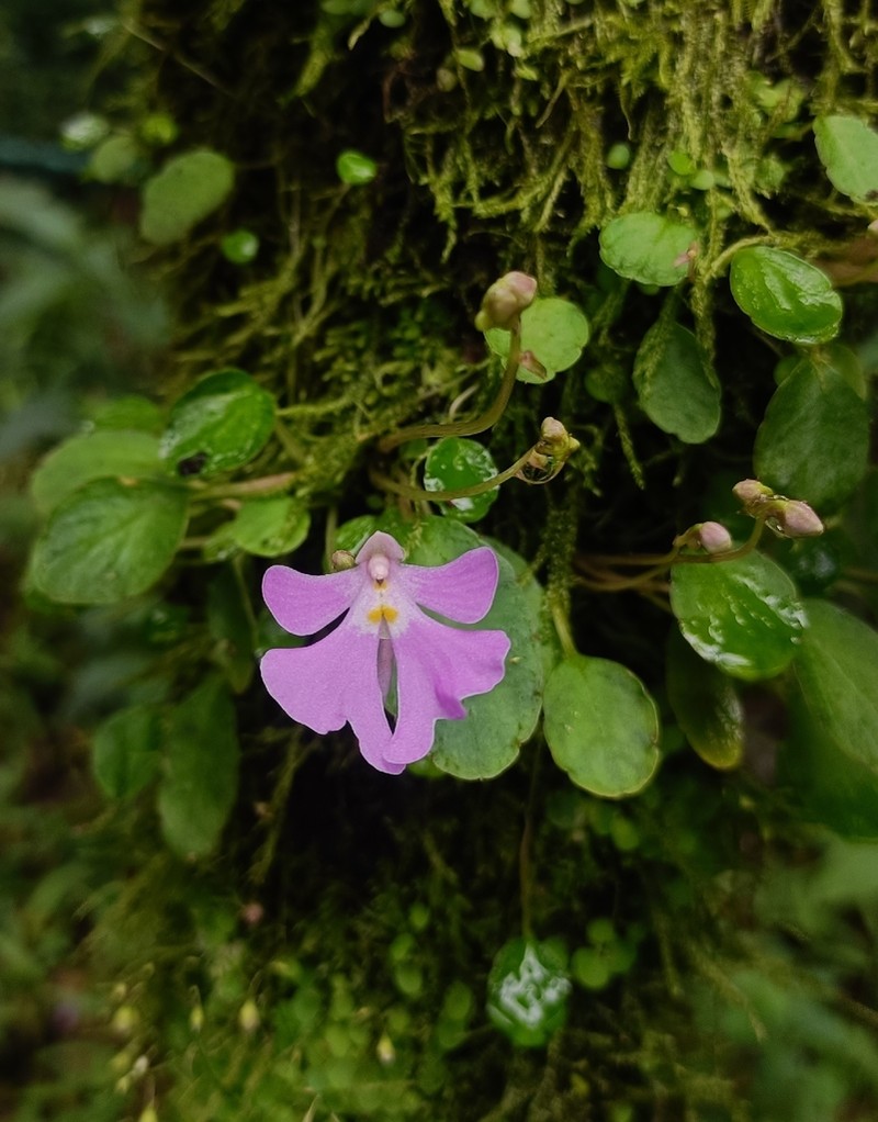 Impatiens barberi photo 4