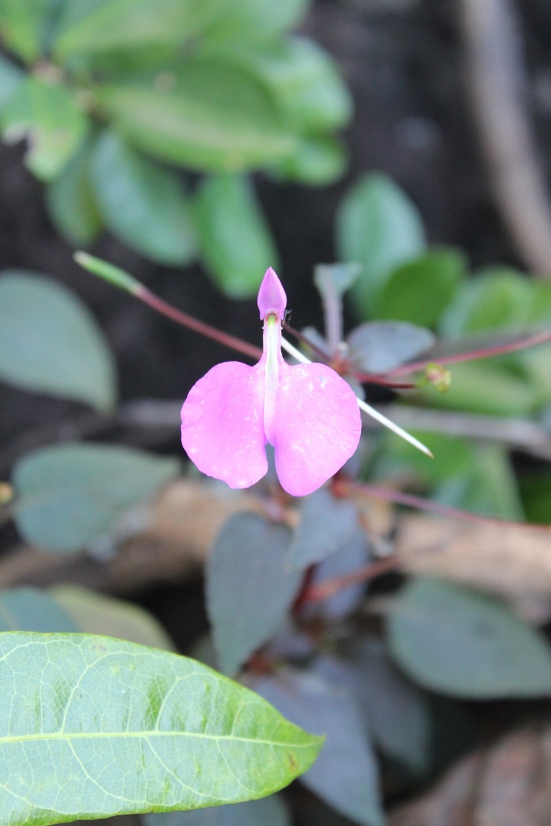 Impatiens bardotiae photo 4