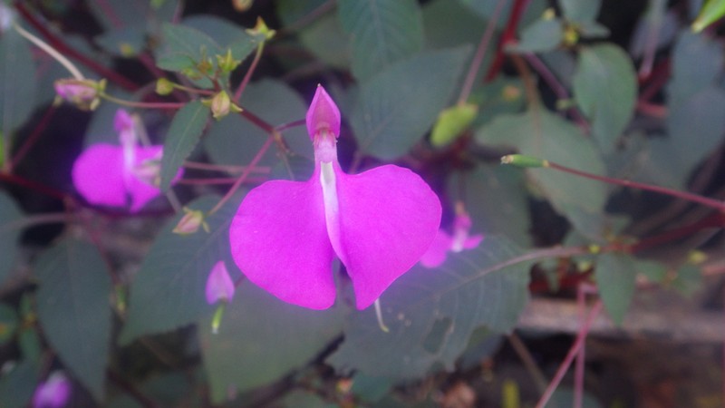 Impatiens bardotiae photo 5