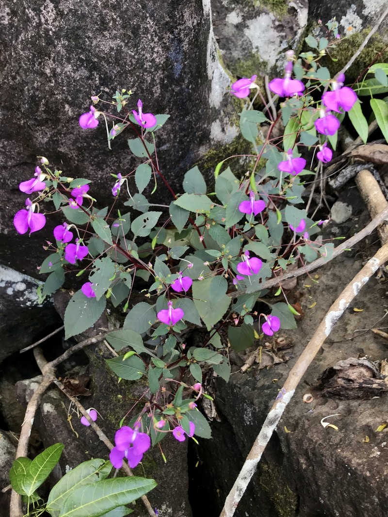 Impatiens bardotiae photo 6
