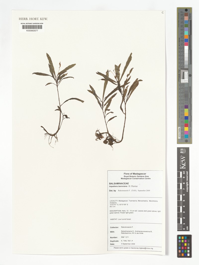 Impatiens baroniana