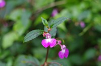 Impatiens baronii