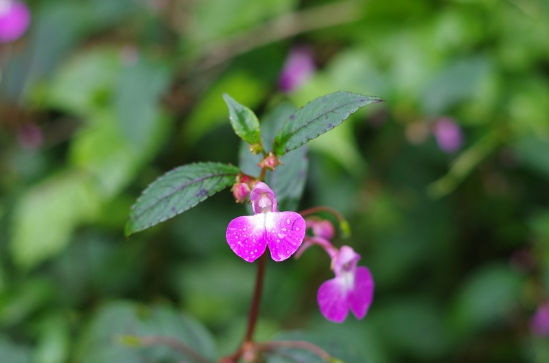 Impatiens baronii