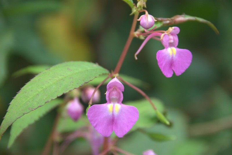 Impatiens baronii photo 2