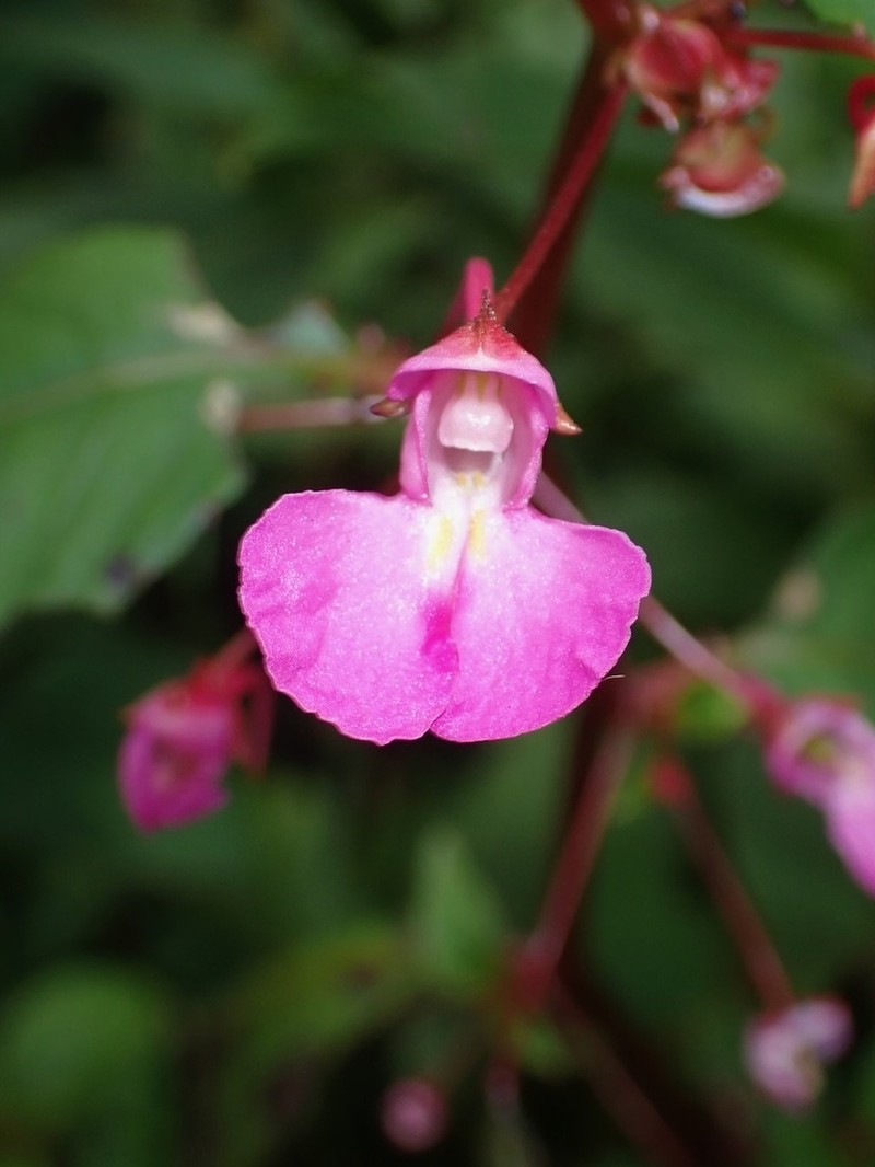 Impatiens baronii photo 3