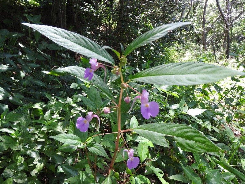 Impatiens baronii photo 4
