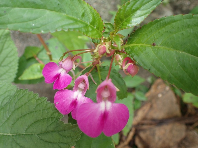 Impatiens baronii photo 5