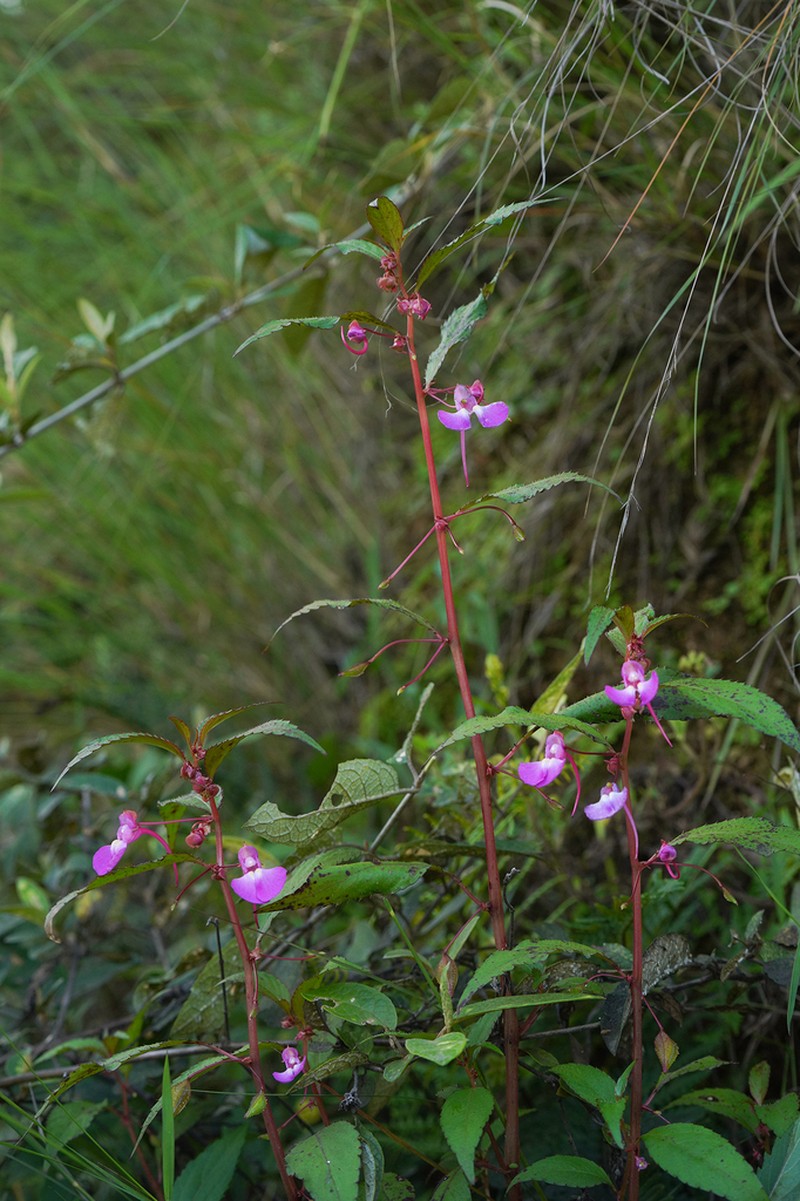 Impatiens baronii photo 6