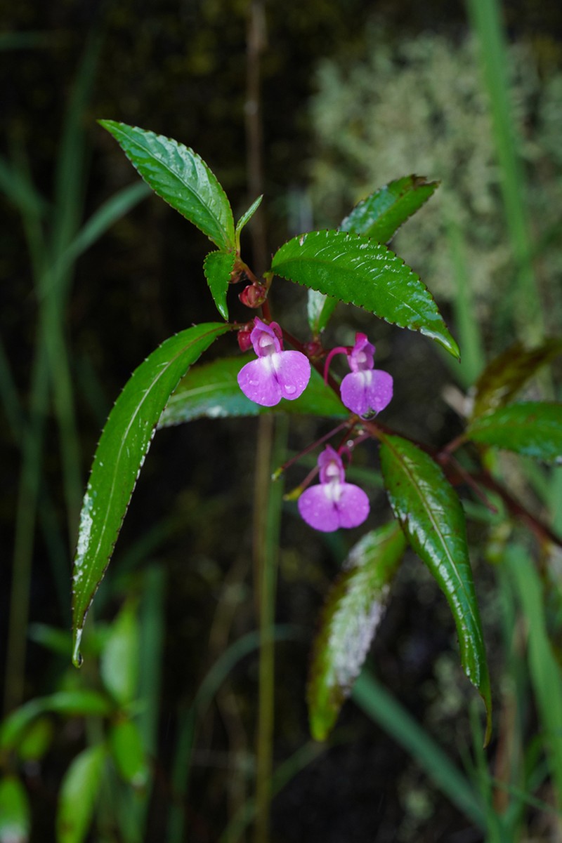 Impatiens baronii photo 7