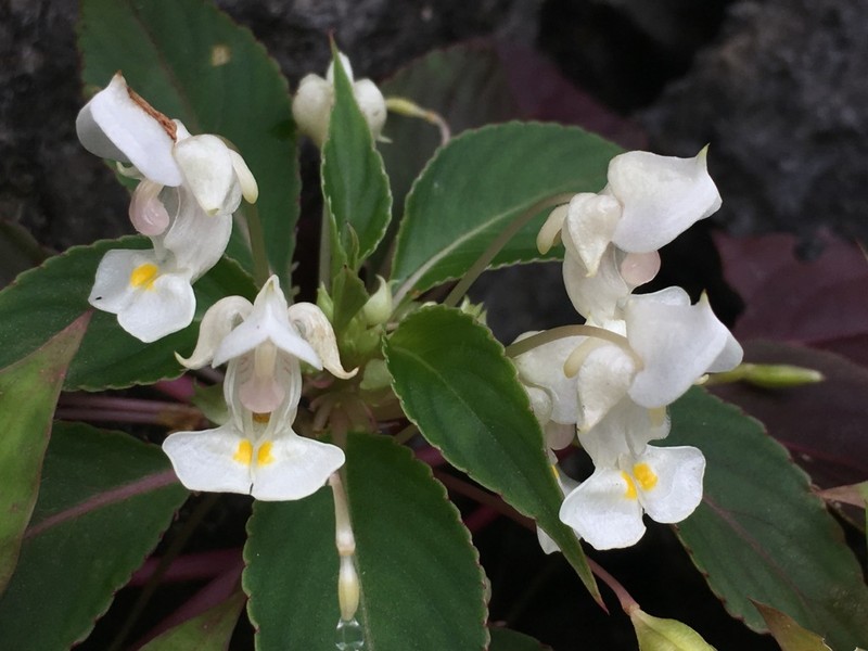 Impatiens barthlottii