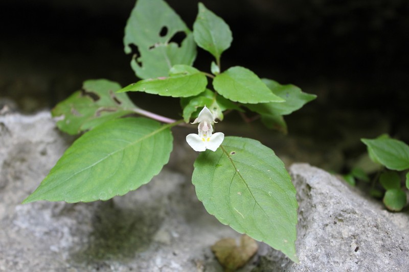Impatiens barthlottii photo 2