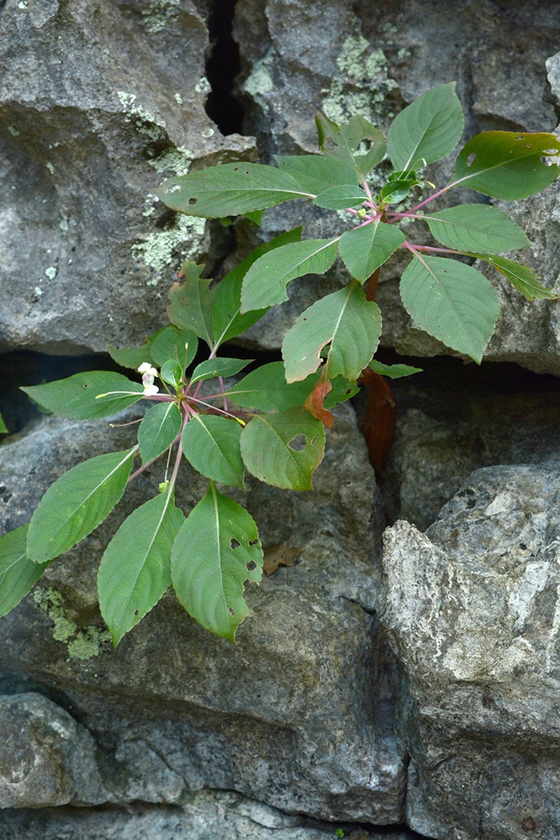 Impatiens barthlottii photo 3