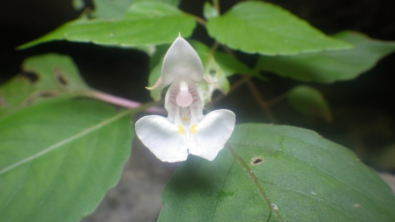 Impatiens barthlottii photo 5