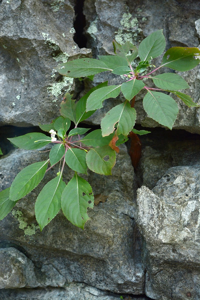 Impatiens barthlottii photo 6
