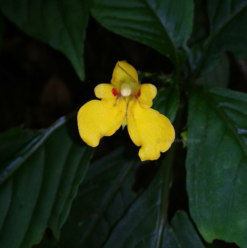 Impatiens batanggadisensis