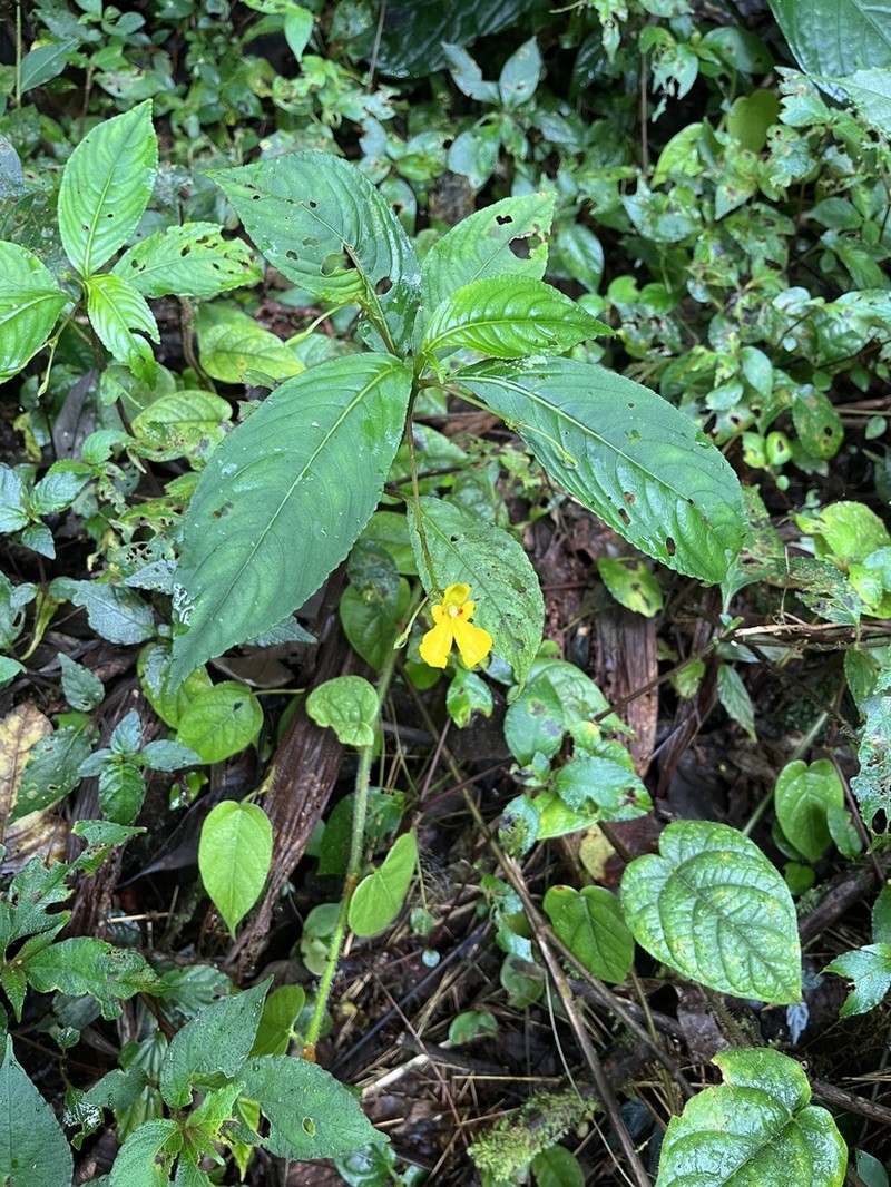 Impatiens batanggadisensis photo 2