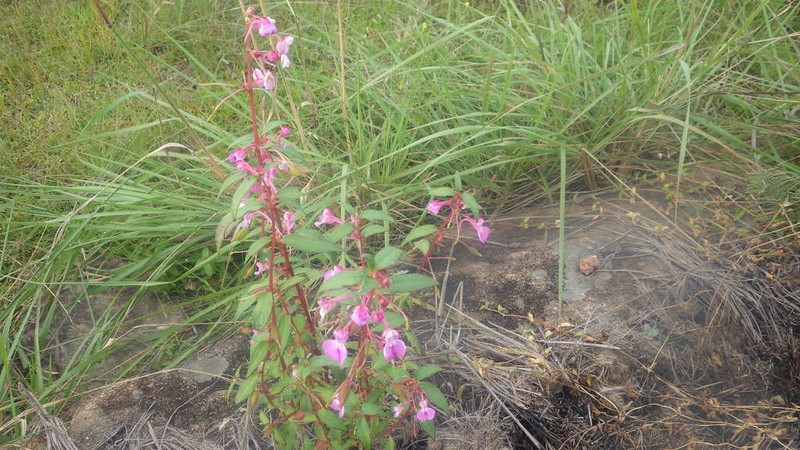 Impatiens bathiei