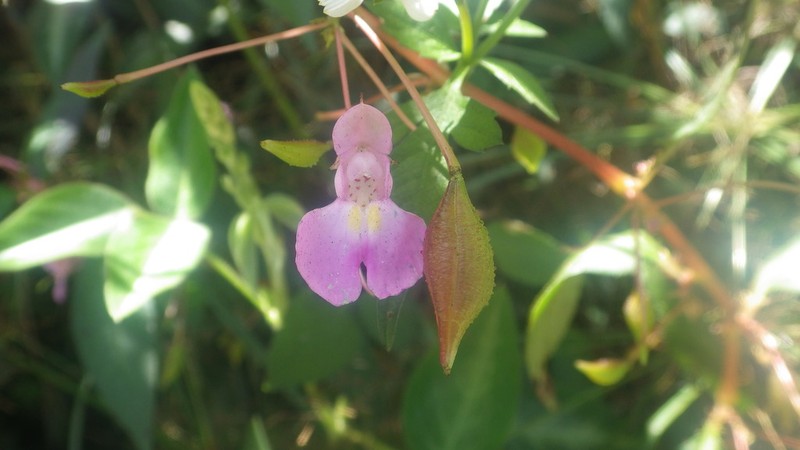 Impatiens bathiei photo 2