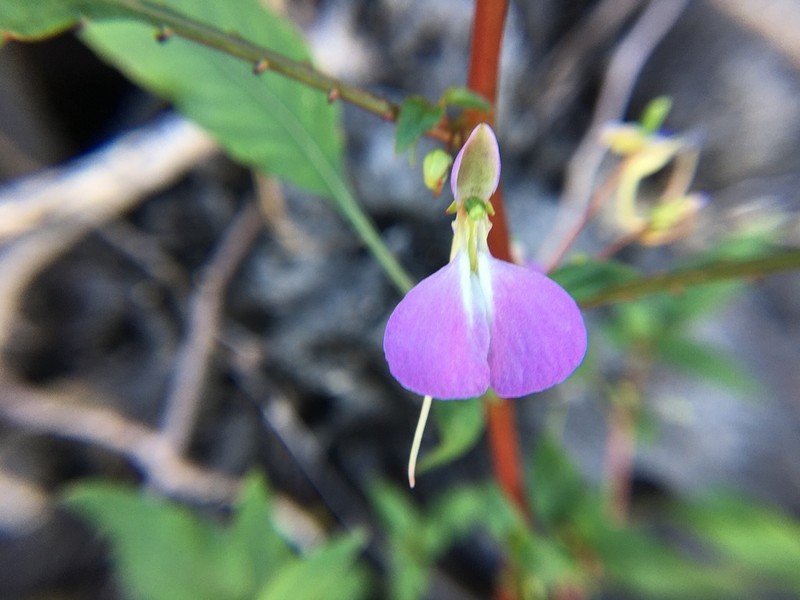 Impatiens bemarahensis