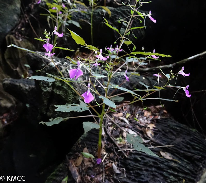 Impatiens bemarahensis photo 2