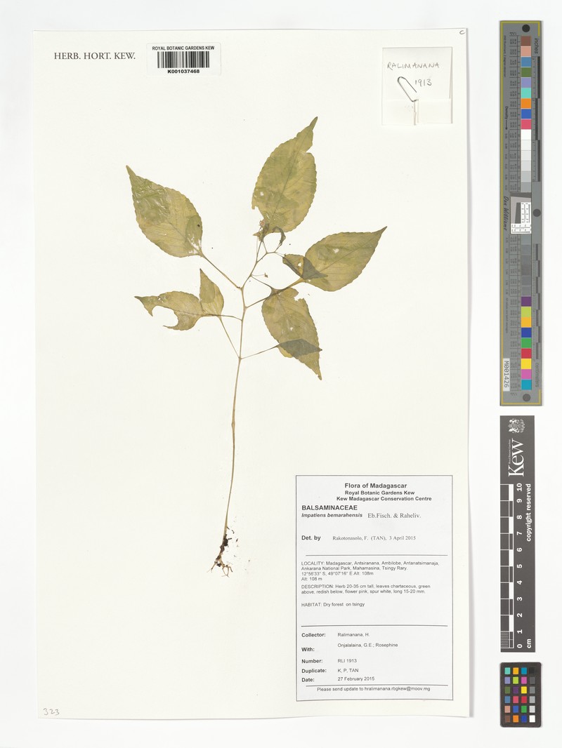 Impatiens bemarahensis photo 3
