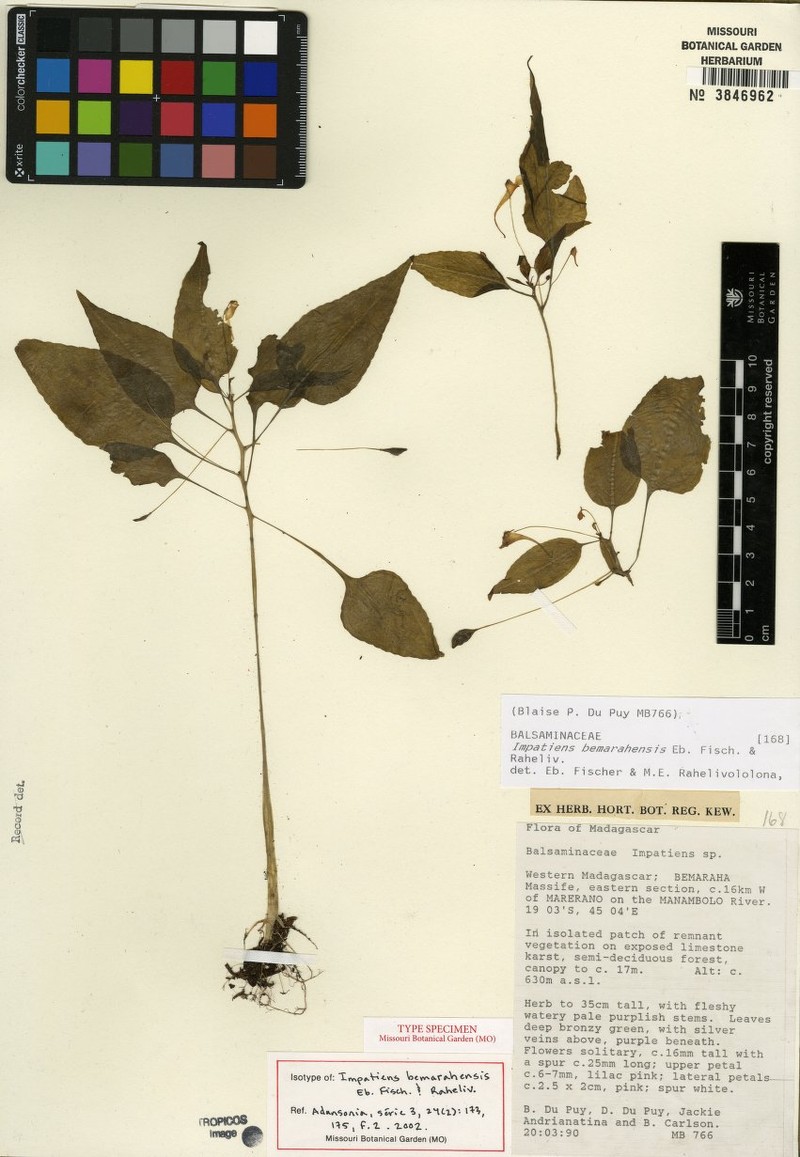 Impatiens bemarahensis photo 4