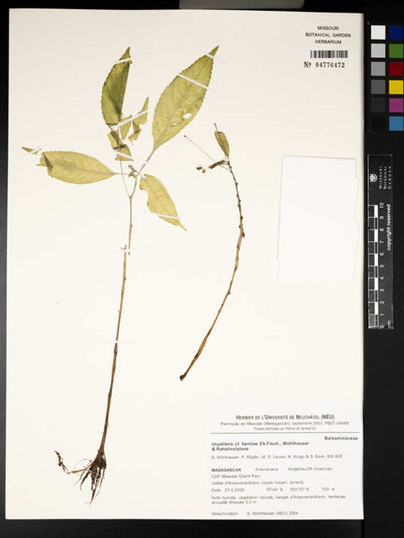 Impatiens benitae