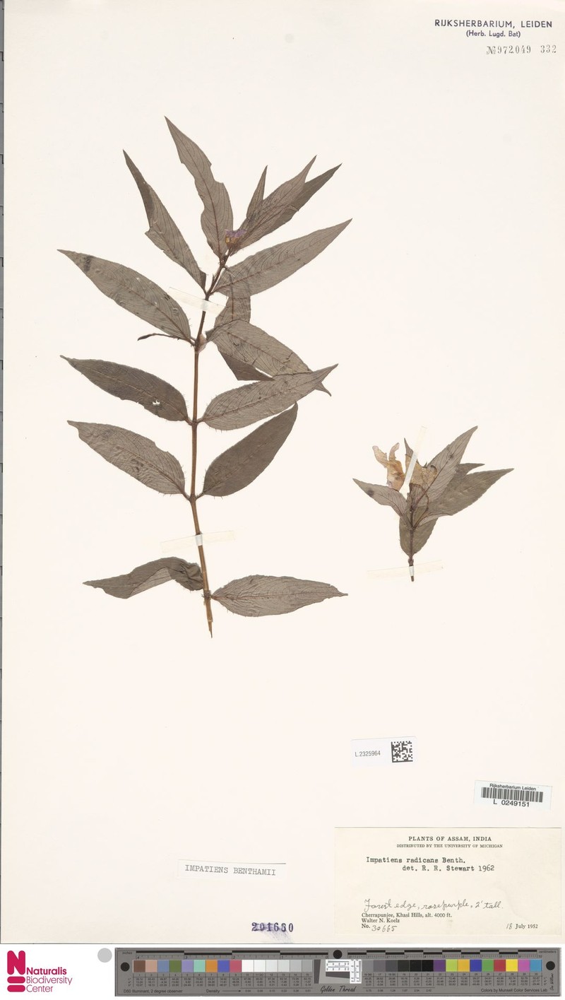 Impatiens benthamii