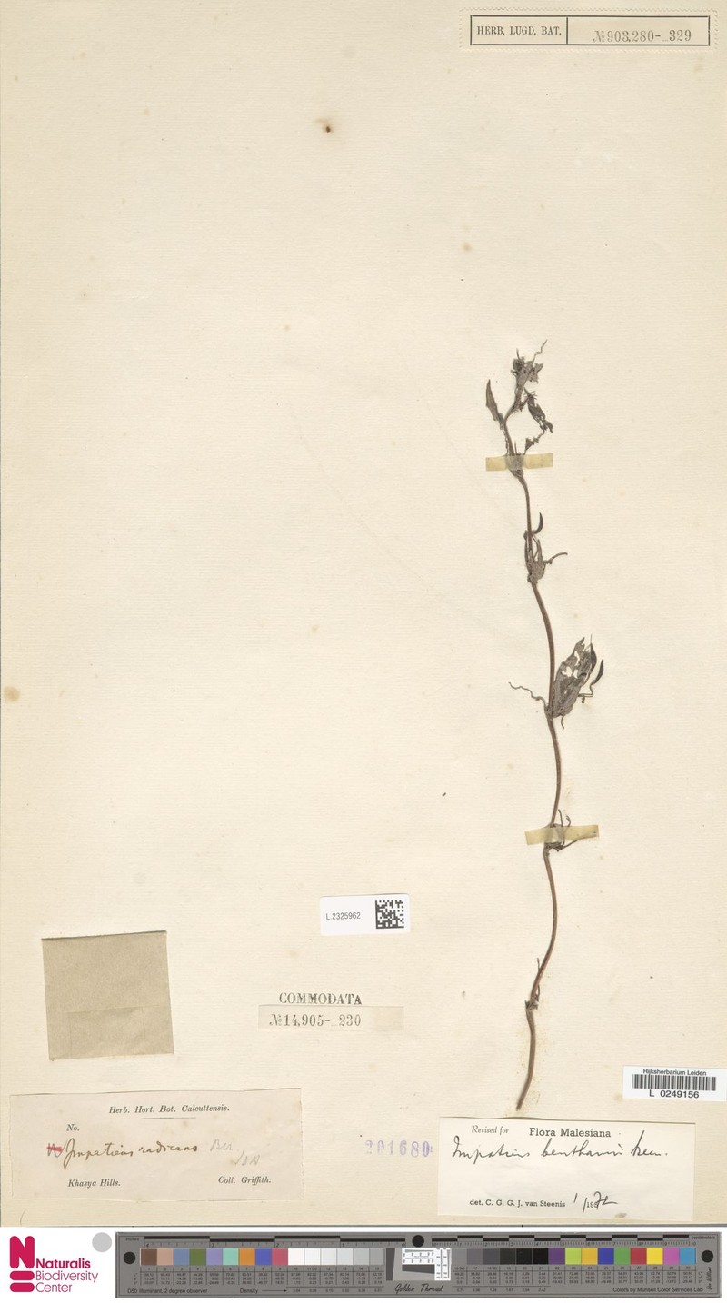 Impatiens benthamii photo 2