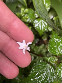 Impatiens bequaertii