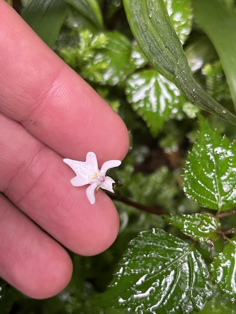 Impatiens bequaertii