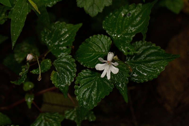 Impatiens bequaertii photo 2