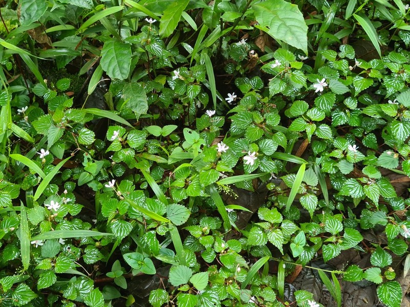 Impatiens bequaertii photo 3