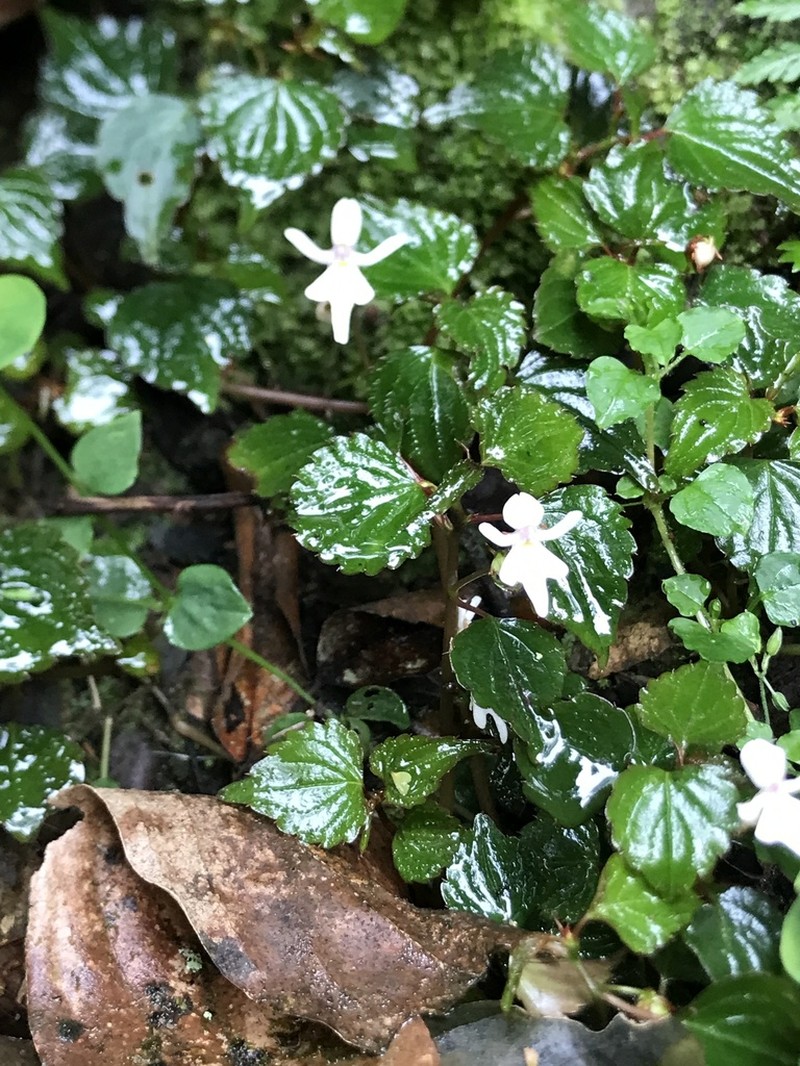 Impatiens bequaertii photo 4
