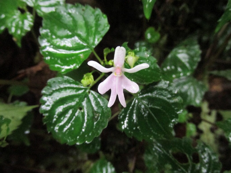 Impatiens bequaertii photo 5