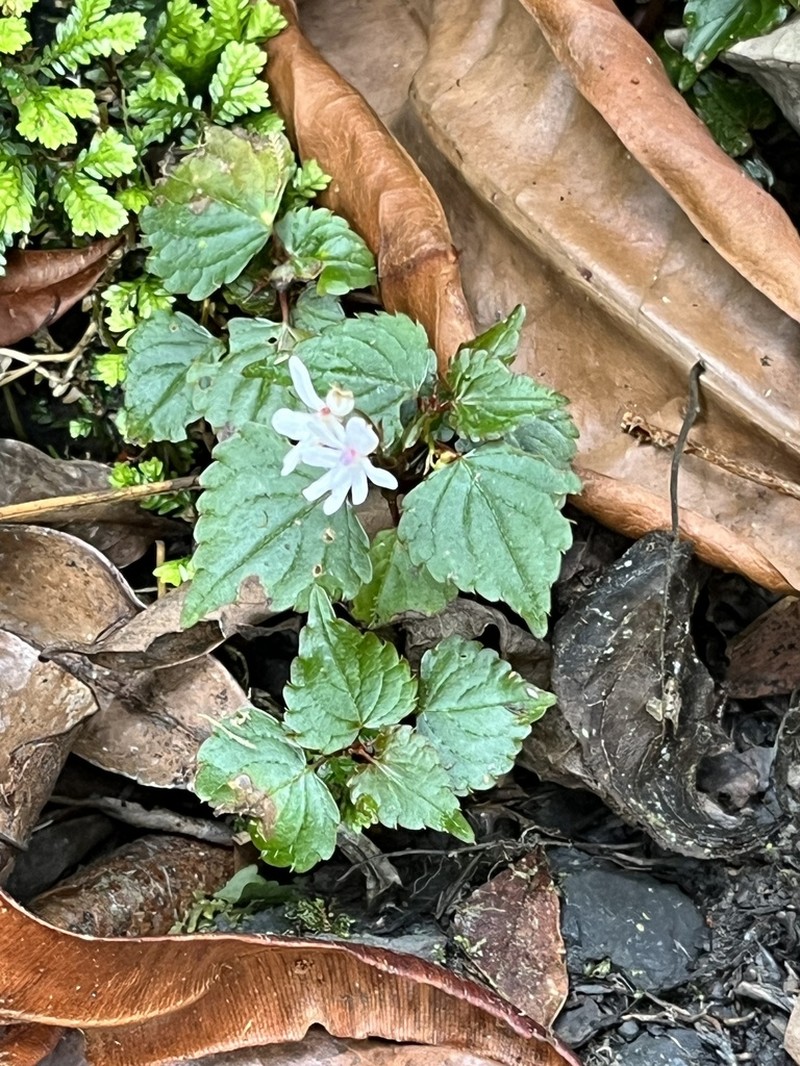 Impatiens bequaertii photo 6