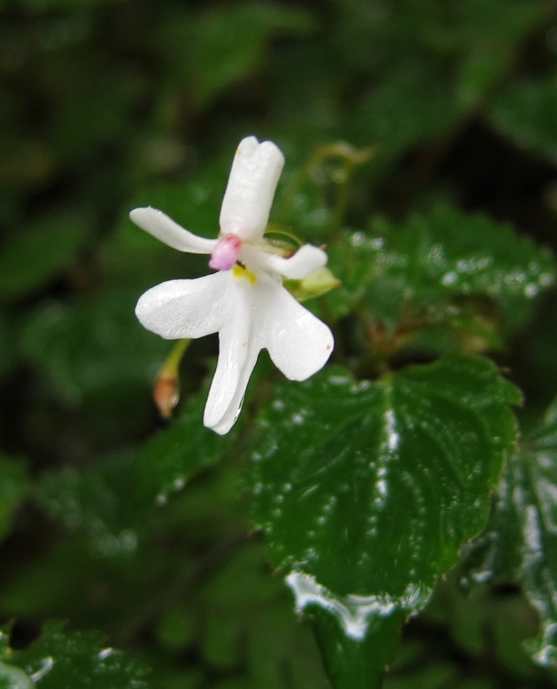 Impatiens bequaertii photo 7
