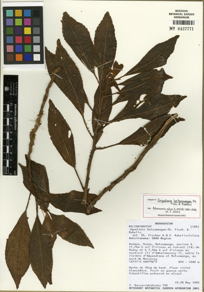 Impatiens betsomangae