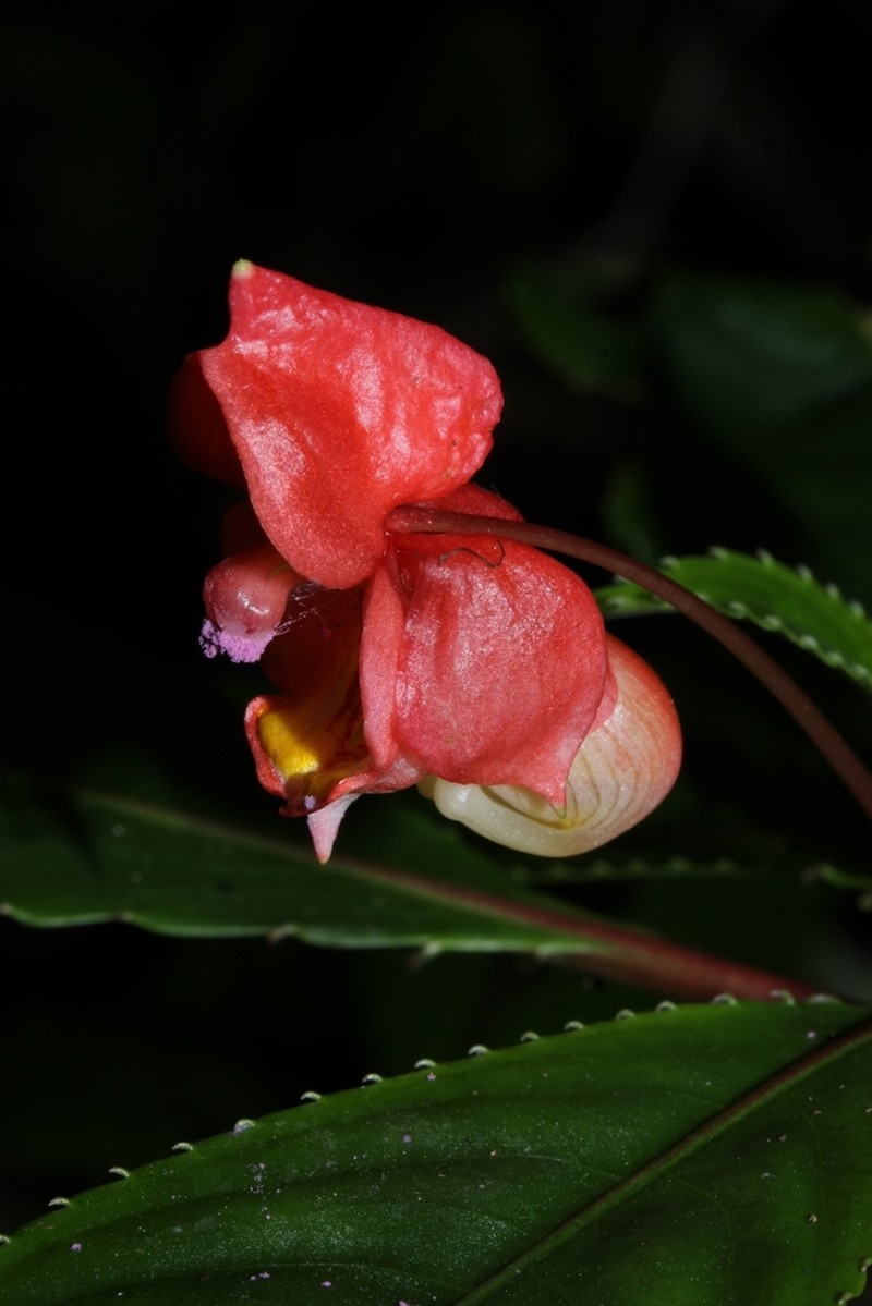 Impatiens bicaudata