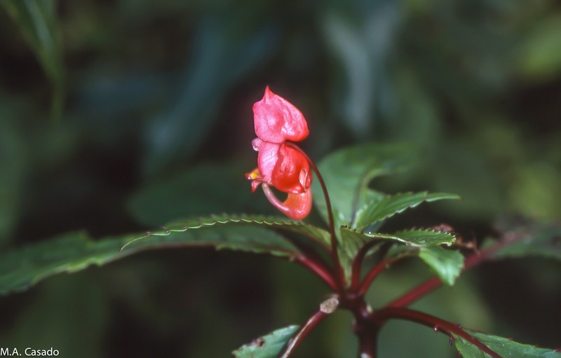 Impatiens bicaudata photo 2