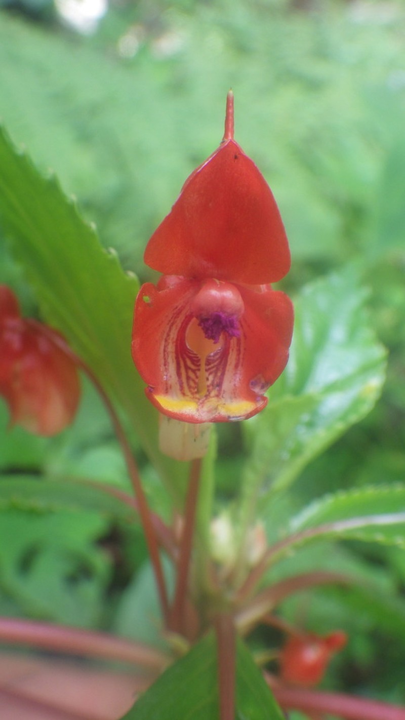 Impatiens bicaudata photo 3