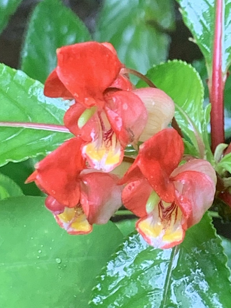 Impatiens bicaudata photo 4